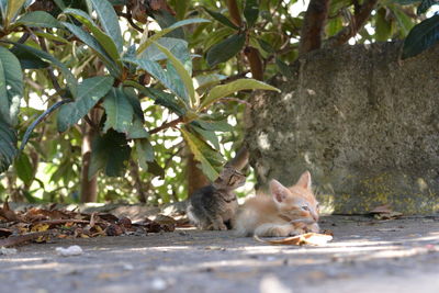 Portrait of cat sitting outdoors