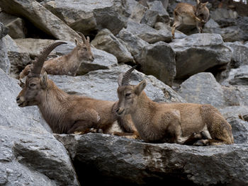 View of sheep on rock