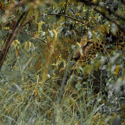 View of lizard on tree