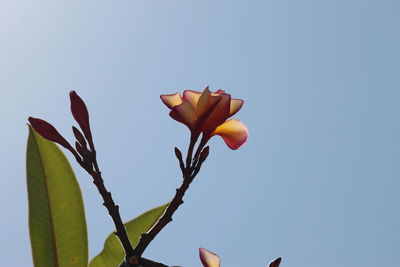 Low angle view of flowering plant against clear sky