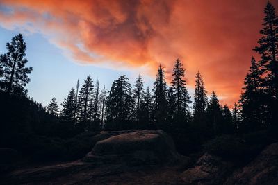 Trees in forest against sky at sunset