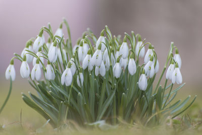 Close-up of white flowering plants