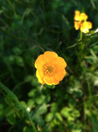 Close-up of yellow flowering plant