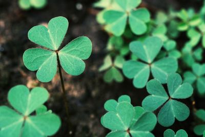 Green background with three-leaved shamrocks. st. patrick's day holiday symbol.