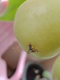 Close-up of ant on flower