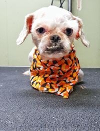 Funny white dog with bandana on grooming table 