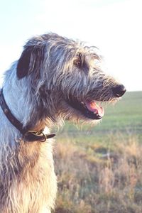 Close-up of dog against sky