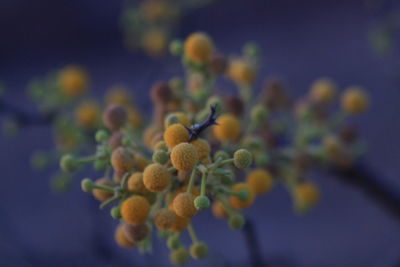 Close-up of flowering plant against blue sky