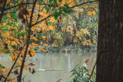 Trees by lake during autumn