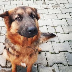 High angle view of dog on footpath