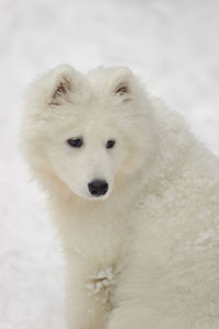 Close-up of a dog on snow