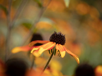 Close-up of wilted flower