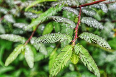 Close-up of spider web on plant