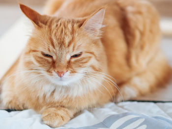 Cute ginger cat lying on bed. fluffy pet is sleeping on bed sheet.