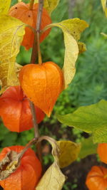 Close-up of orange growing on plant