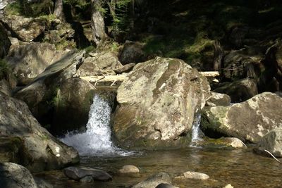 Scenic view of waterfall in forest