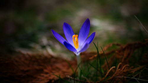 Close-up of purple crocus flower on field