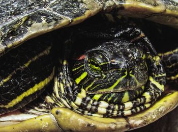 Close-up of turtle in sea