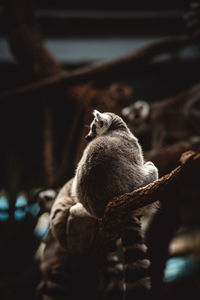 Close-up of lemur