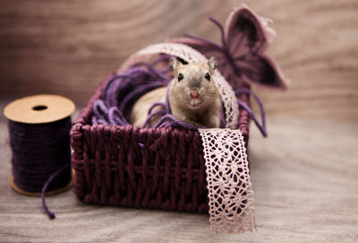 Close-up of rat in sewing basket