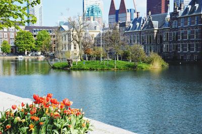 Plants with buildings in background