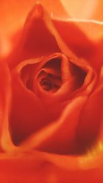 Extreme close up of rose
