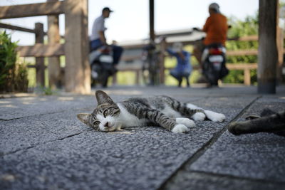 Cat lying on street in city