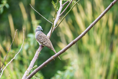 Bird perching on a tree