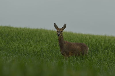 Deer on grassy field