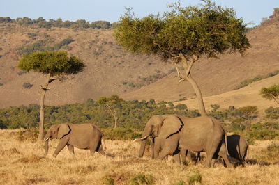 Elephant walking in a field