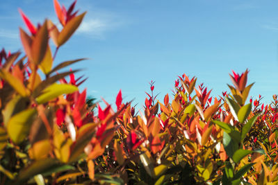 Low angle view of flowering plants against blue sky