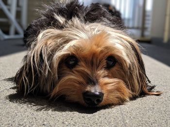 Close-up portrait of a dog