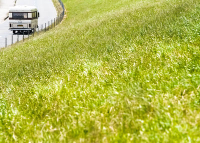 Grass in field