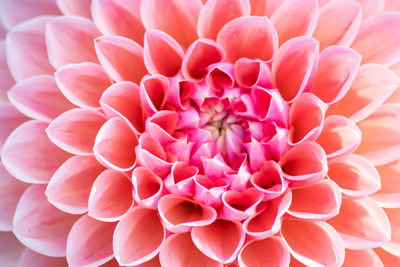 Beautiful apricot pink white blossoms of a flourish dahlia show the beauty of nature in spring