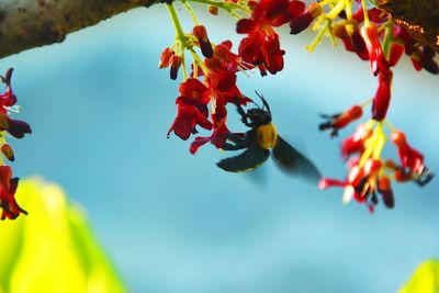 Low angle view of red flowering plant against sky