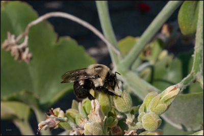 Close-up of honey bee pollinating on flower