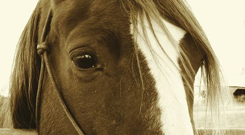 Close-up of animal eye