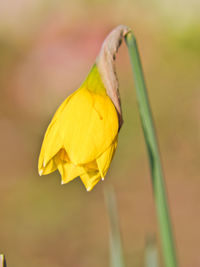 Close-up of yellow flowering plant