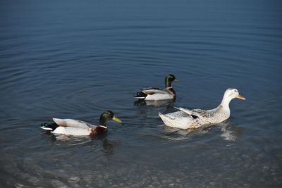 Ducks swimming in lake