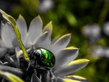 Close-up of insect on plant