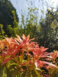 Close-up of orange flowering plant