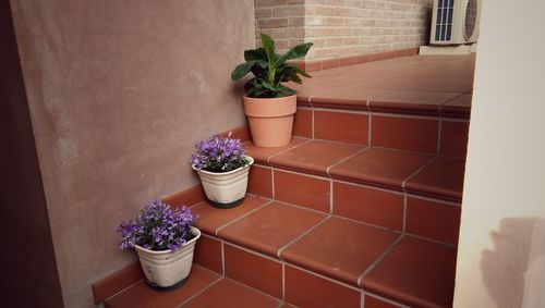 Potted plant against wall