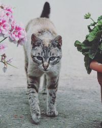 Close-up of cat outdoors