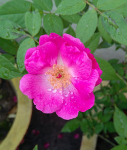 Close-up of pink rose flower