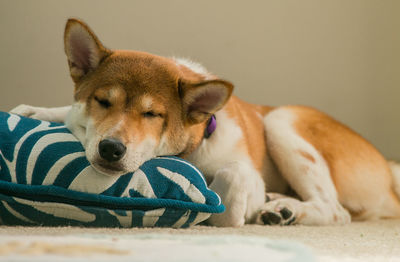 Close-up of dog sleeping