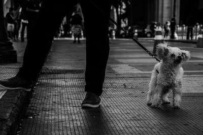 Low section of man with dog walking on sidewalk