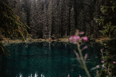 Scenic view of lake amidst trees in forest