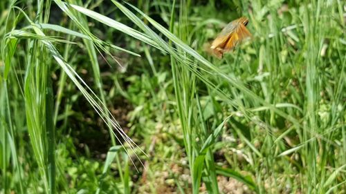 Close-up of insect on grass