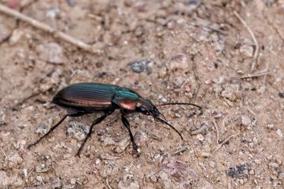 Close-up of insect on sand