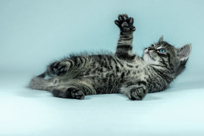 Close-up of cat against white background
